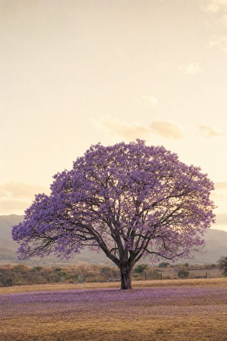 Jacaranda en plena floración sobre una alfombra de pétalos morados
